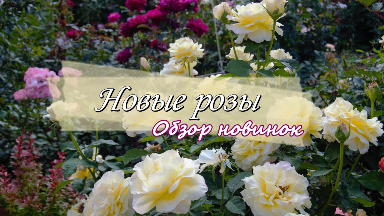 Новые розы и не только..