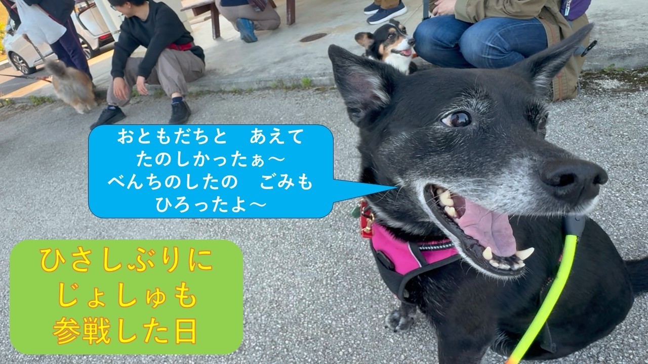 【ワンワンゴミ拾い】2月中城公園　先週お休みしたからとても楽しみにしていた日