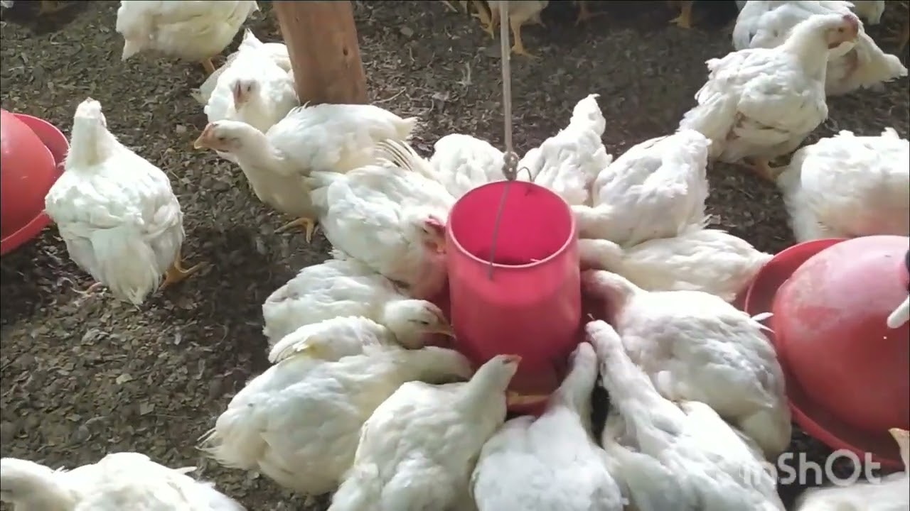 FINALIZAMOS  LA CAMPAÑA DE POLLOS ,CON LA BENDICIÓN DE DIOS.