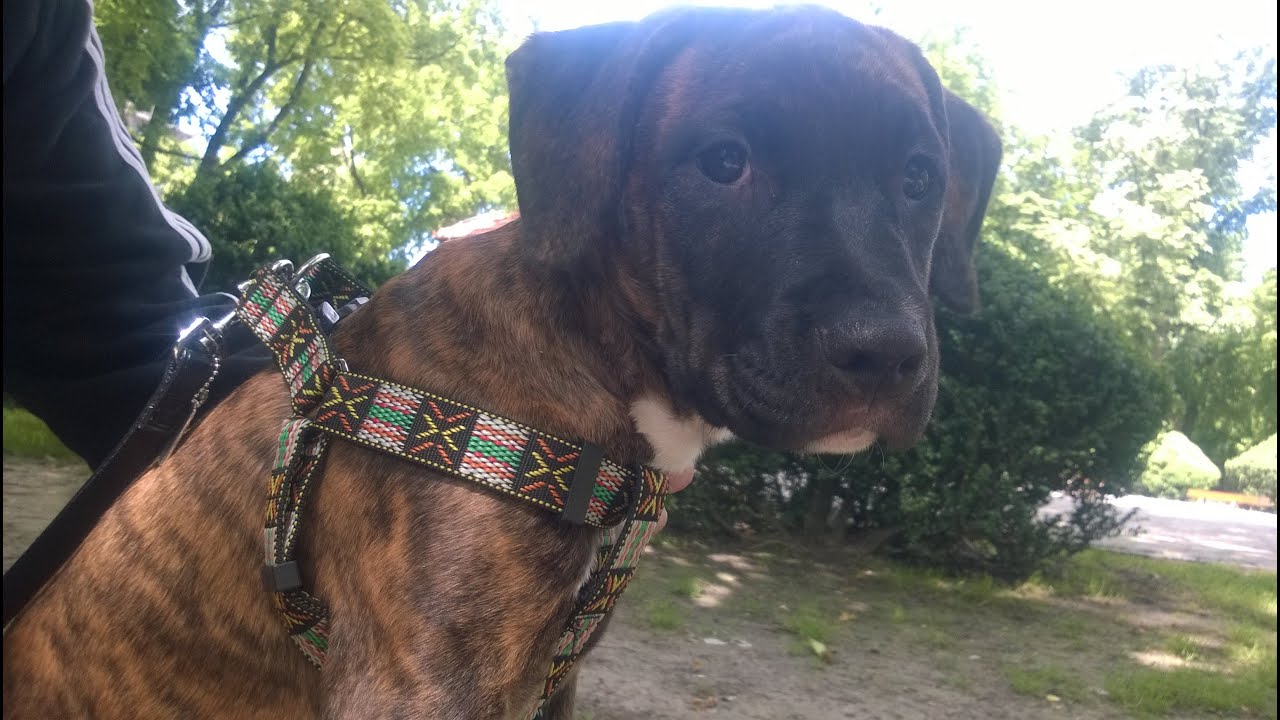 12 Signs Your Dog Loves You