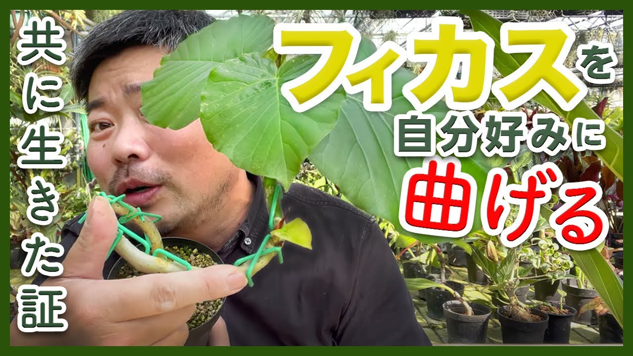 【観葉植物】定番フィカスを自分好みに曲げる【植え替え】挿木で増やす