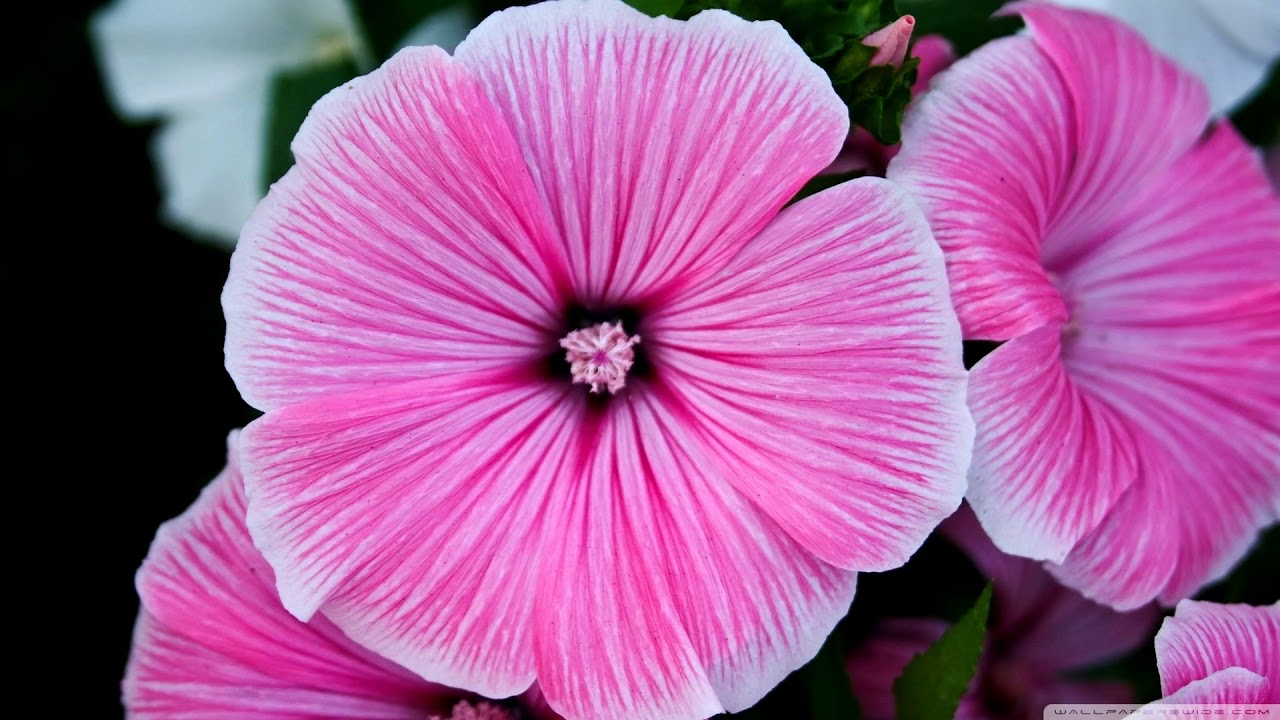 Close-up nature flowers (HD1080p)