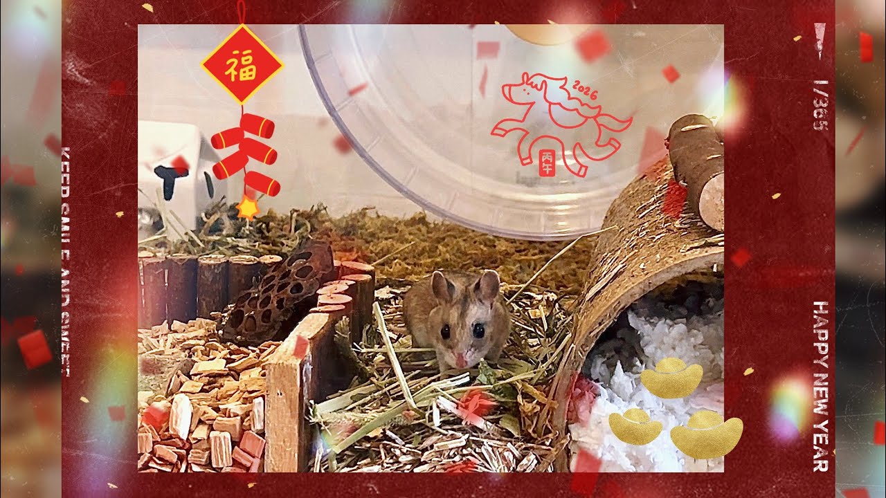Chinese hamster Ina explores her new enclosure setup to welcome the Lunar New Year 🧧🎇