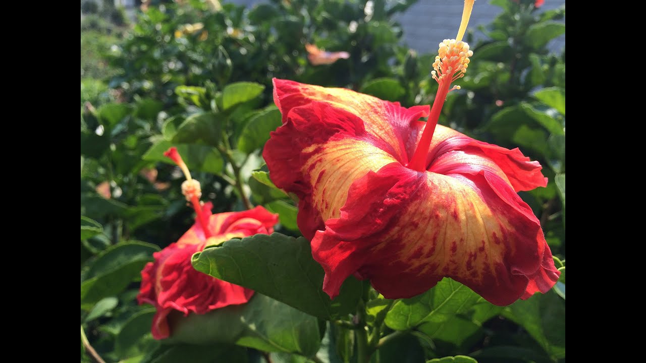 Pruning Hibiscus