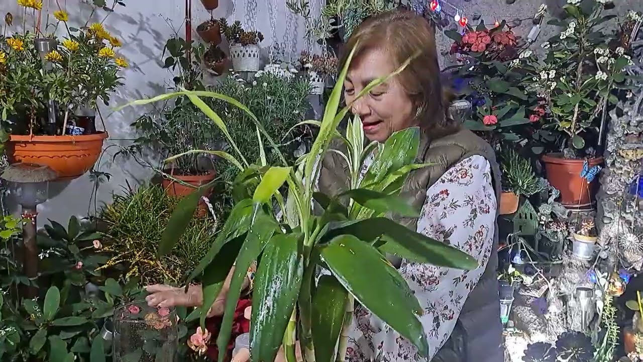 LUCKY BAMBU cambio de agua a sustrato  sus cuidados