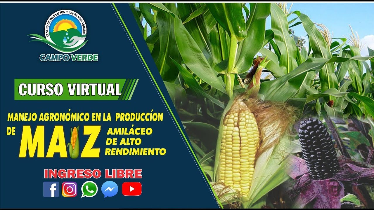 ✅ CURSO VIRTUAL: MANEJO AGRONÓMICO EN LA PRODUCCIÓN DE MAÍZ AMILÁCEO DE ALTO RENDIMIENTO🌽🌽🌽🌽🌽🌽🌽