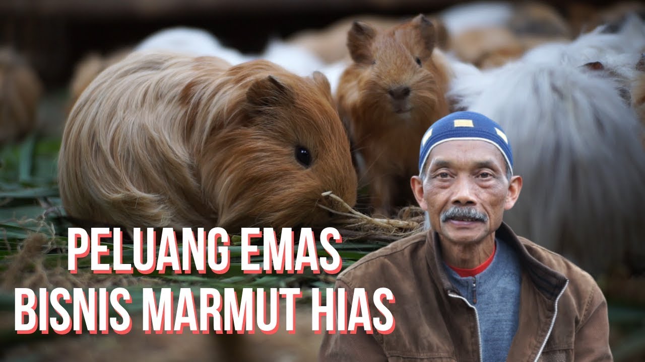Peluang Emas Budidaya Marmut Hias Guinea Pig | Harganya Menggiurkan
