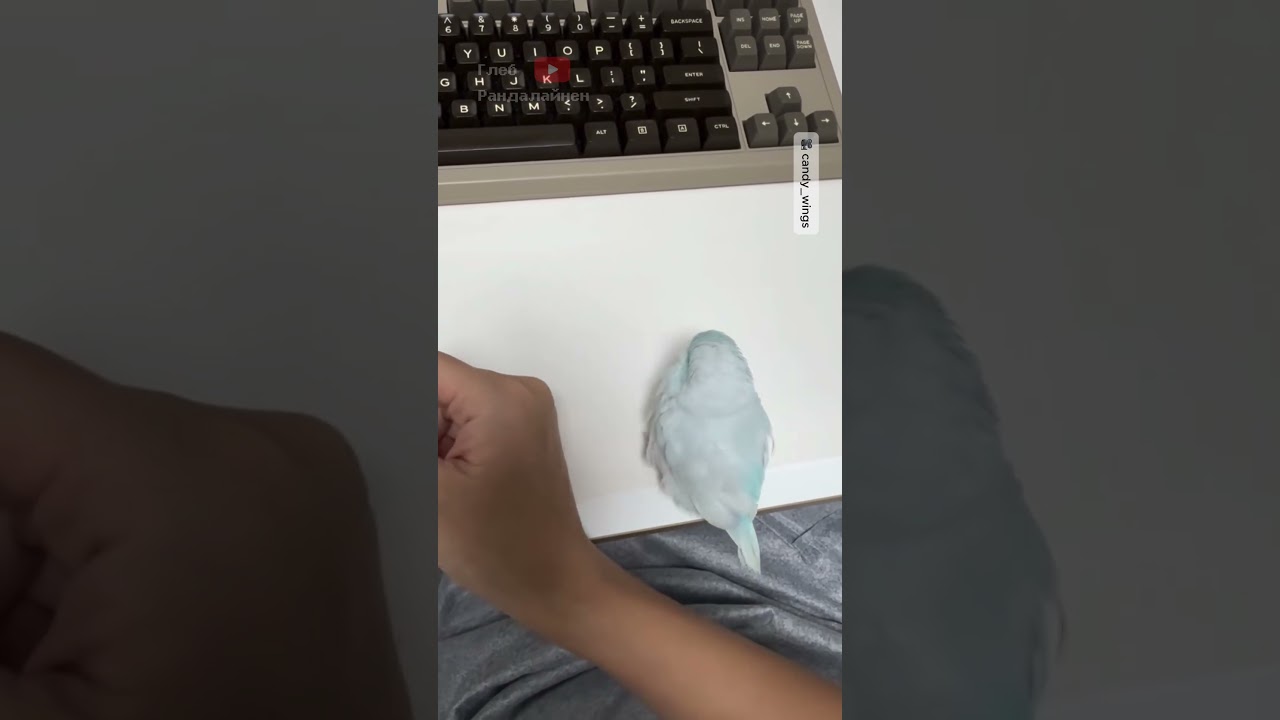 The Most Tactile Parrot 🐦 🎥 @candy_wings