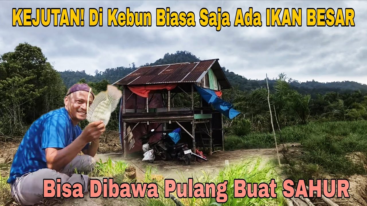 KEJUTAN! Di Kebun Biasa Saja Ada IKAN BESAR Bisa Dibawa Pulang Buat SAHUR 😱