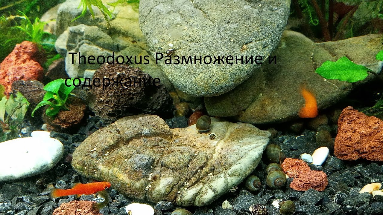 Theodoxus Размножение и содержание