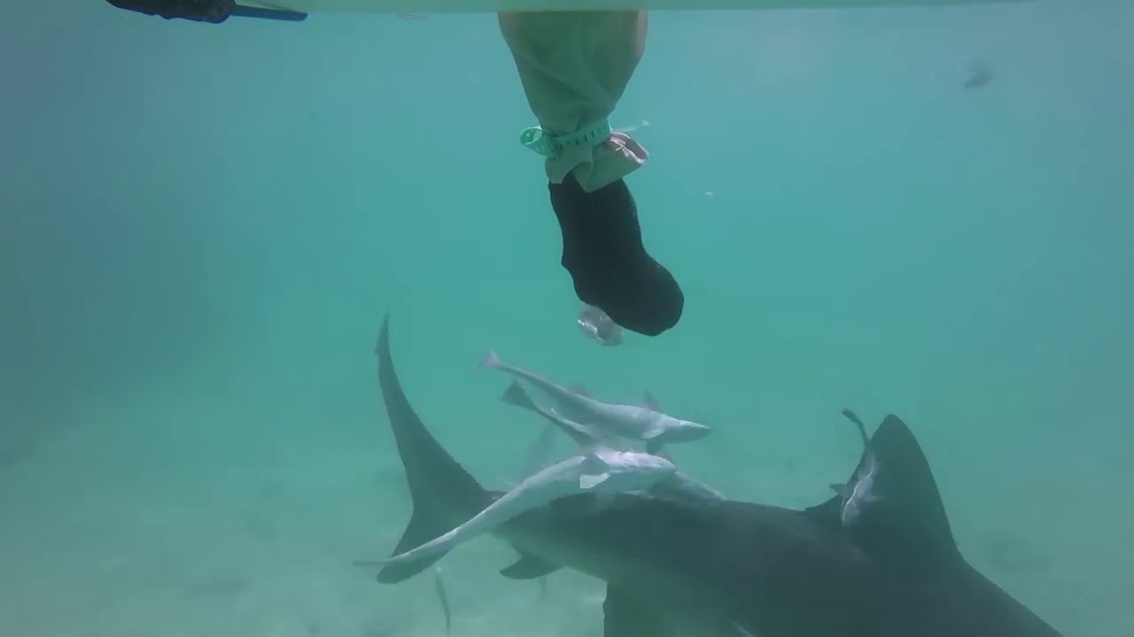 Dubai Boat Show 2019 - Sharkbanz