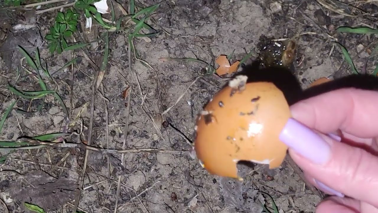 Забирала ли яйцо лиса? Ищу скорлупу на обрыве. Did the fox take the egg? I'm looking for the shell
