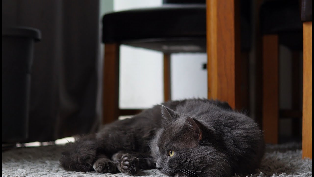 a soft life, lunch and nap as a blue maine coon