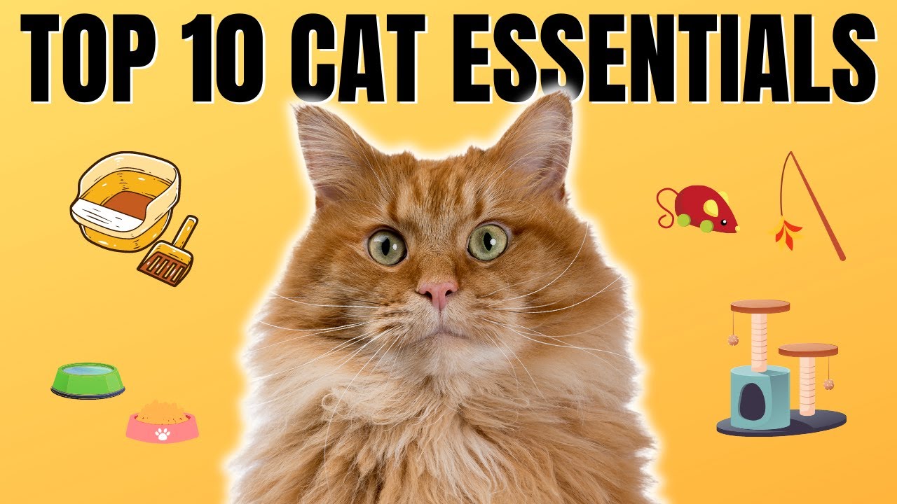 10 Essential Tips for First-Time Cat Guardians - What You Absolutely Need