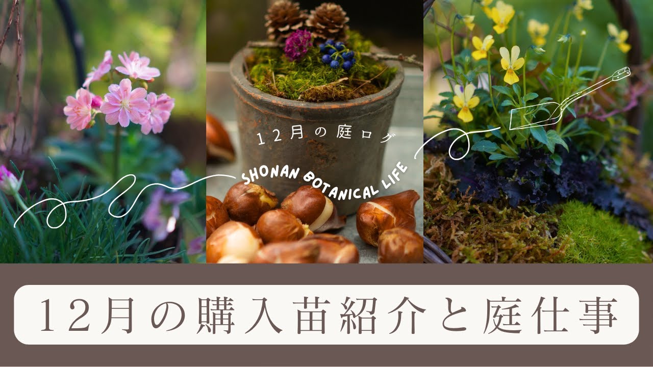 【冬のガーデニング】12月の購入苗紹介と庭仕事｜冬の寄せ植えづくり｜球根紹介｜八ヶ岳自然文化園｜萌木の村｜