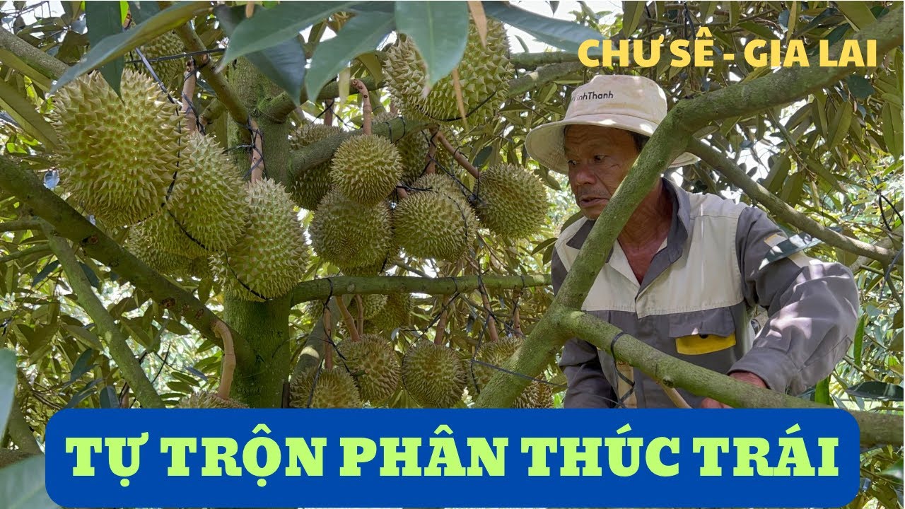 TỰ TRỘN PHÂN THÚC TRÁI - VƯỜN CHÚ QUANG TẠI CHƯ SÊ, GIA LAI