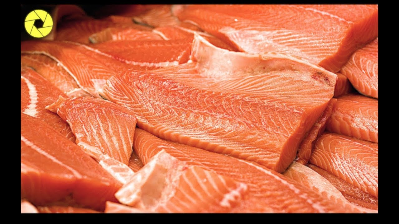 Big Catching Salmon fish | Modern Fish Salmon Processing