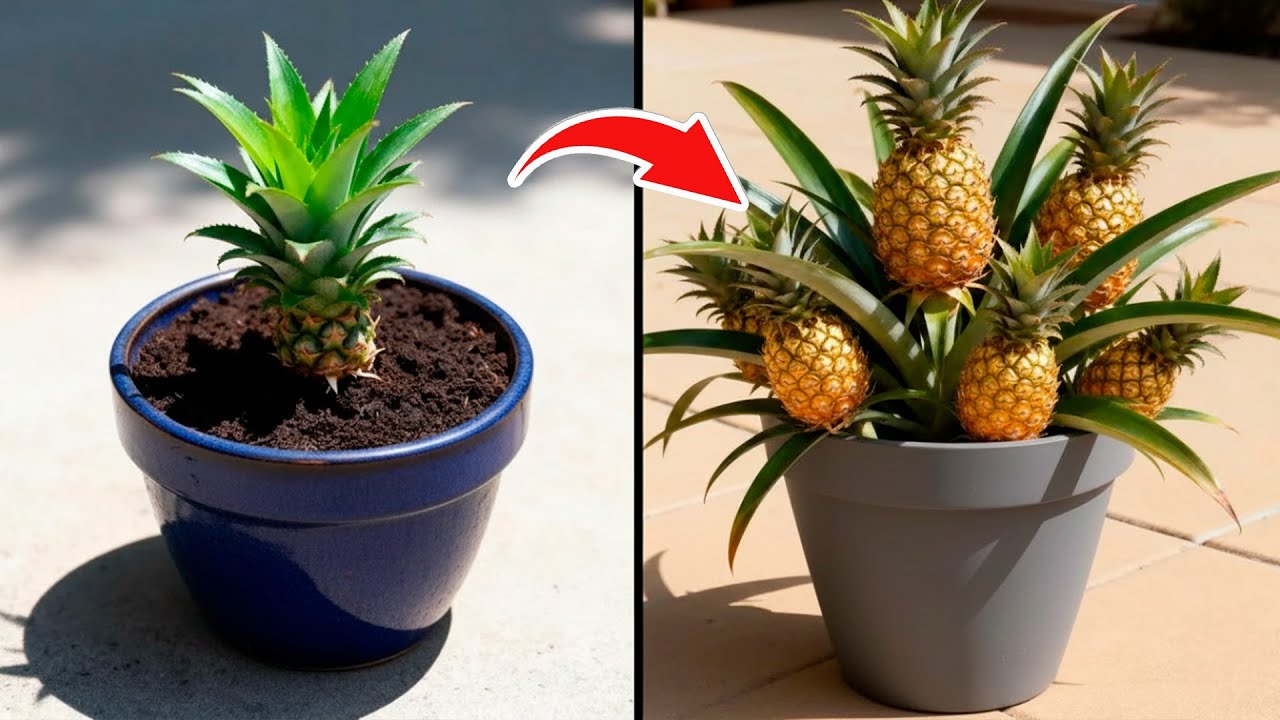 Comment Cultiver Des Ananas En Pots Et Obtenir Une Récolte Géante