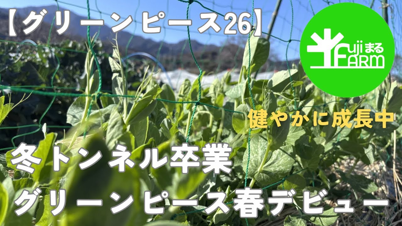 【グリーンピース】冬のトンネル栽培卒業、春デビュー！！