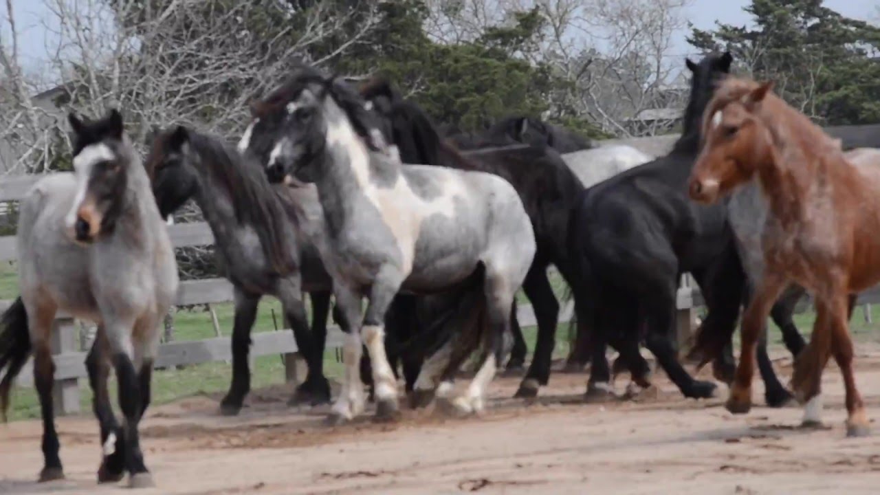 10 Nokotas® Have Arrived For Our 2016 Texas Young Horse Handling Clinic