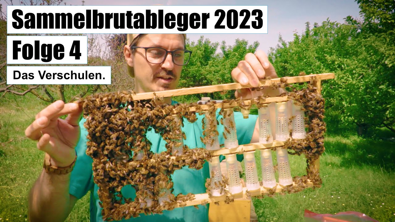 Sammelbrutableger 2023 - Folge 4 - Das Verschulen der Königinnenzellen.