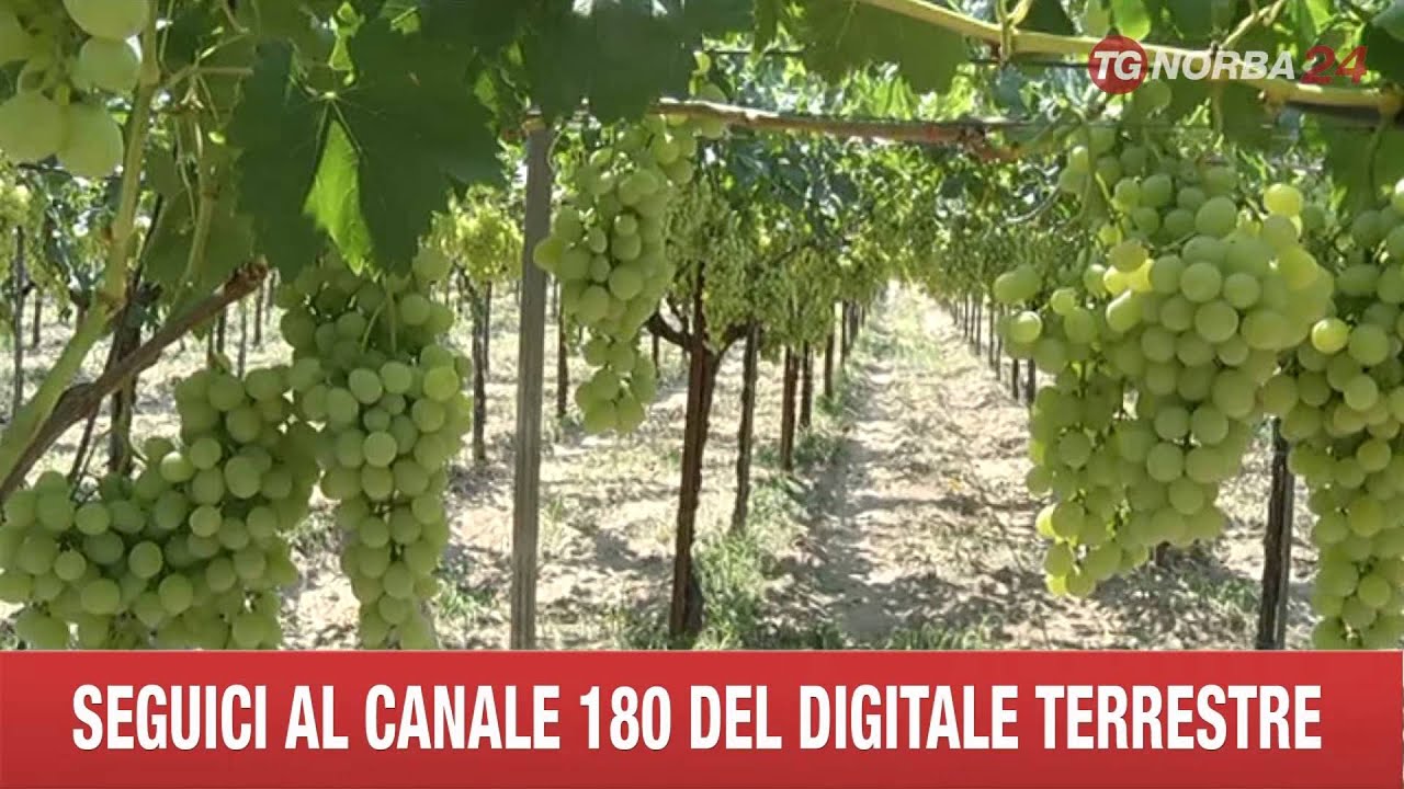 CANOSA TAGLIO ACININO