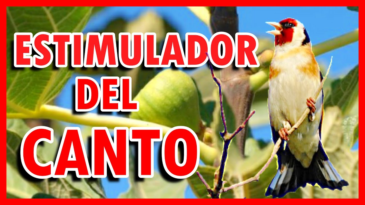 CANTO ESTIMULADOR PARA JILGUEROS/MOTIVADOR DEL CANTO PARA JILGUEROS
