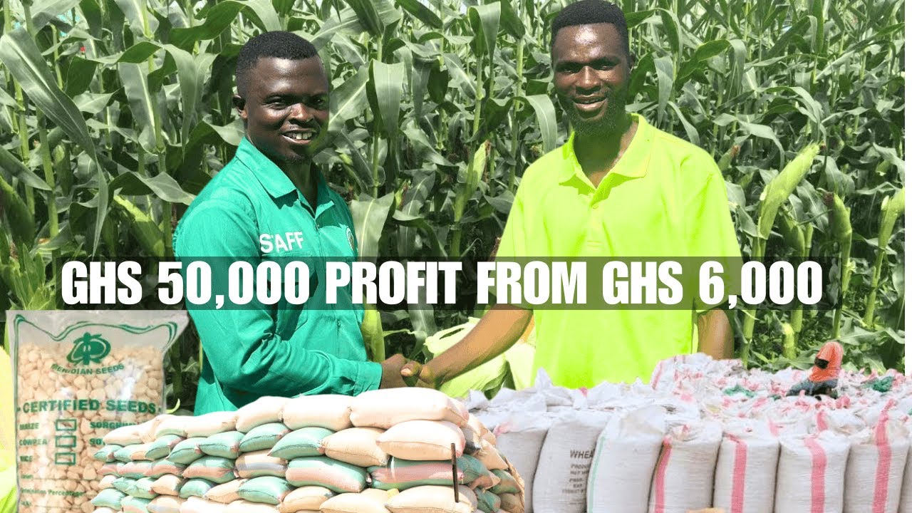 GHS 50,000 PROFIT! 😱 Farmer Isaac turned GHS 6,000 into a maize fortune in just 3 months.