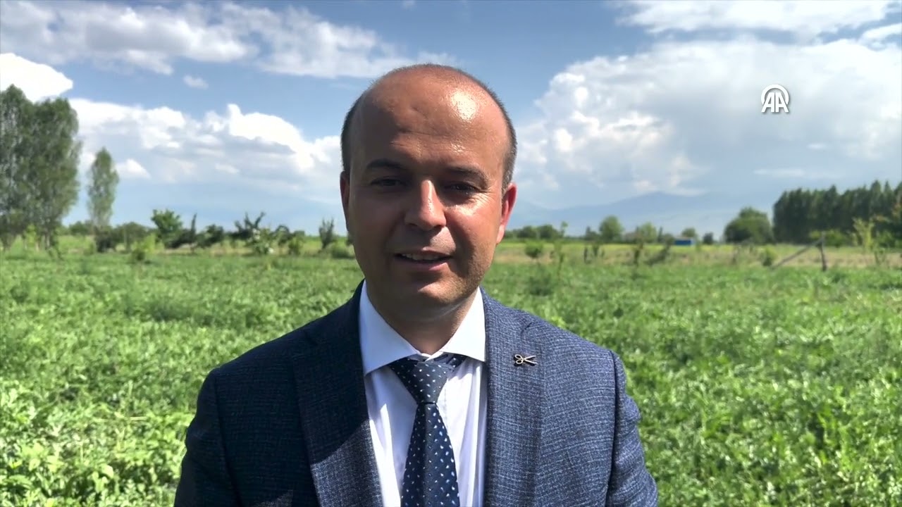 Iğdır'da Karpuz Üretiliyor
