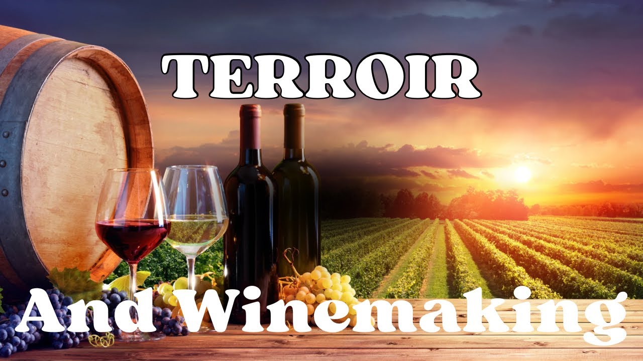 Understanding Terroir and Vineyard Management