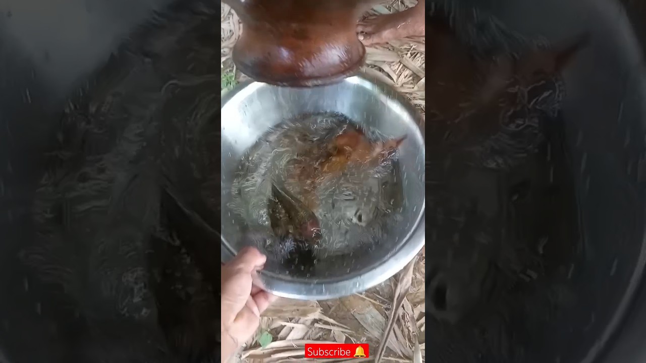 OMG 😱 Amazing Matka Fishing Video | Matka Fishing 🐠🐟 #shorts #climbingfish #fishingtechniques