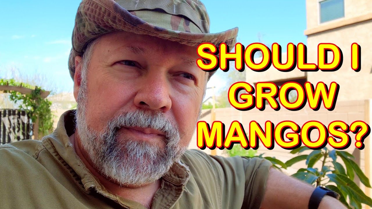 Secrets to Successfully Growing Mangos in Arizona