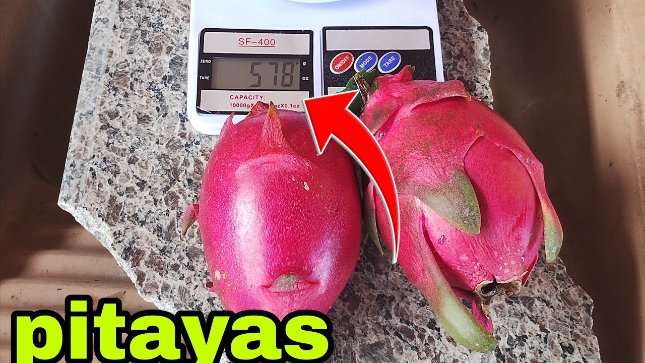 Pesando as 3 maiores pitayas que colhi#36
