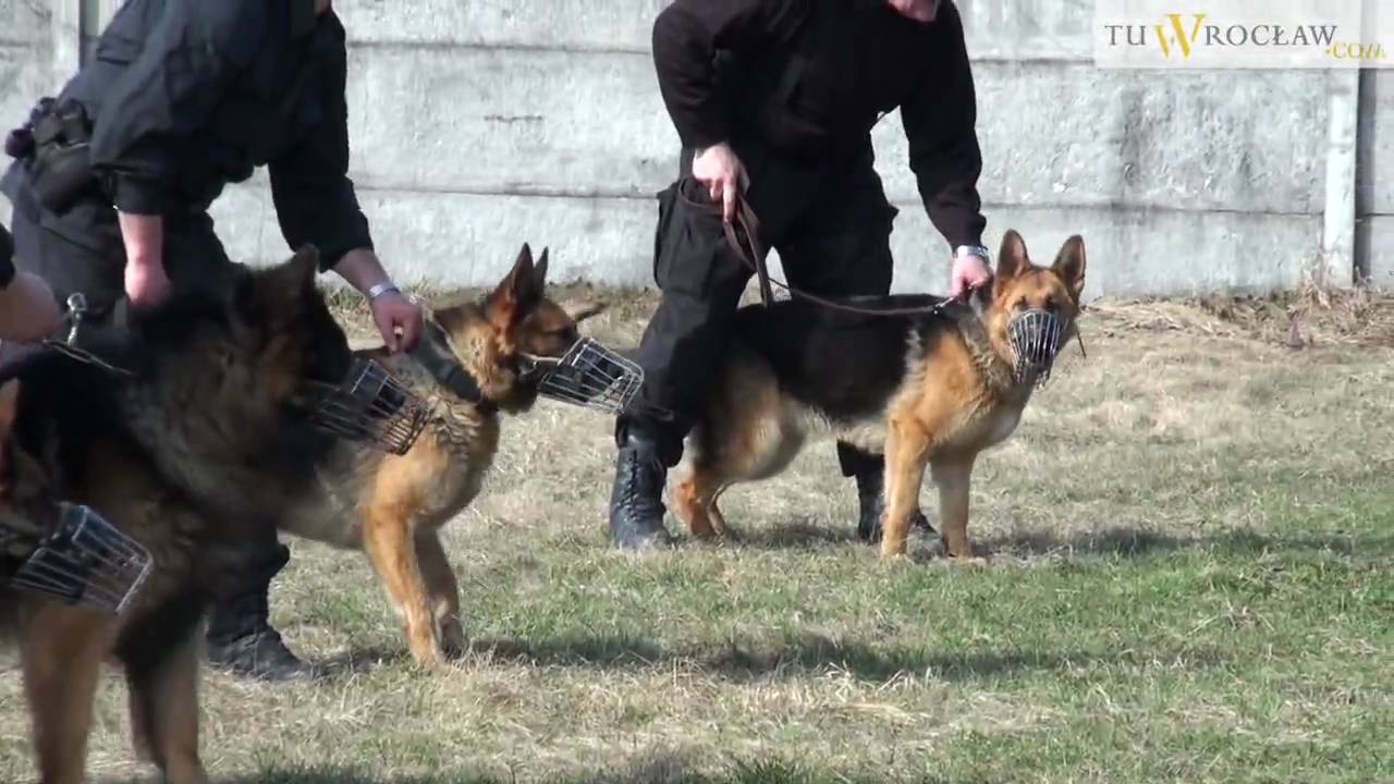 Psy na służbie. Policja WOPR Jednostka Ratownictwa Specjalistycznego.