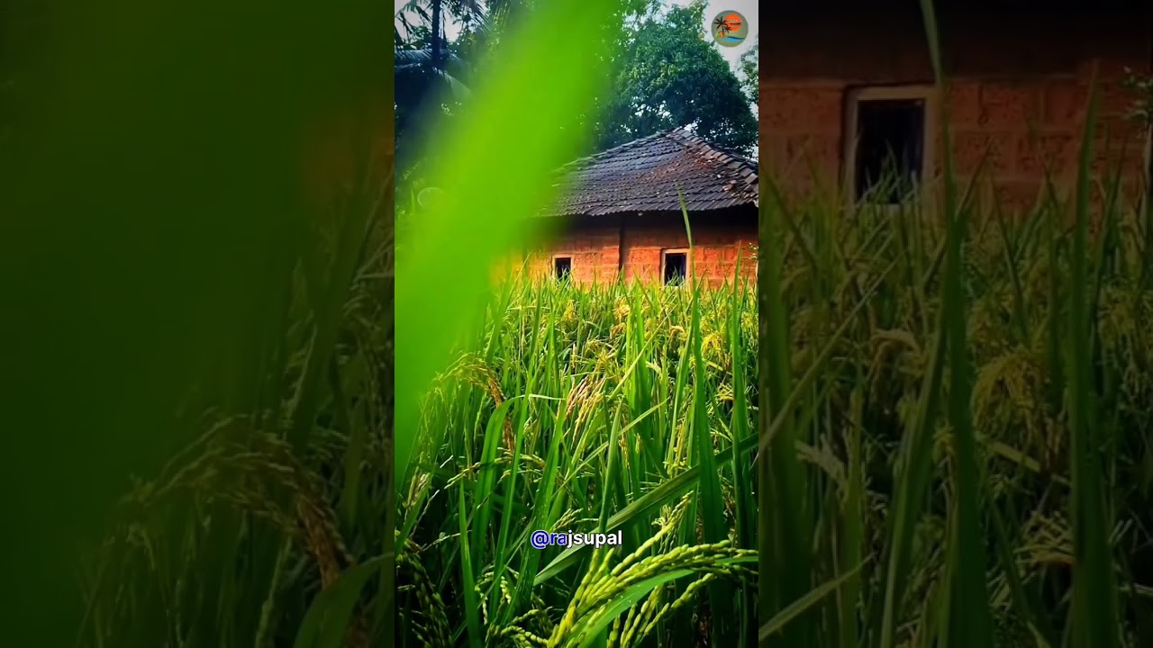 Malvani धुरळा l 