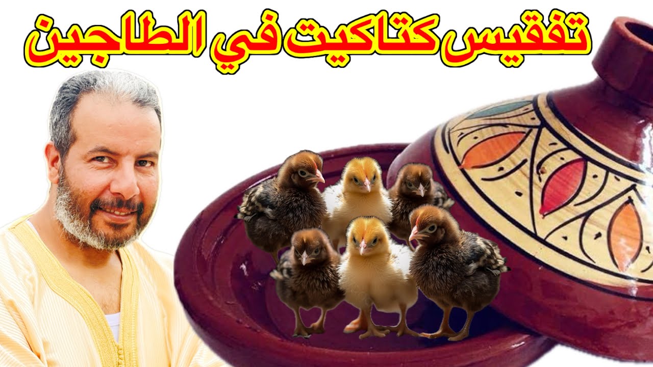 بدون دجاجة بدون آلة تفقيس أسهل طريقة لتفقيس الكتاكيت بدون تعب