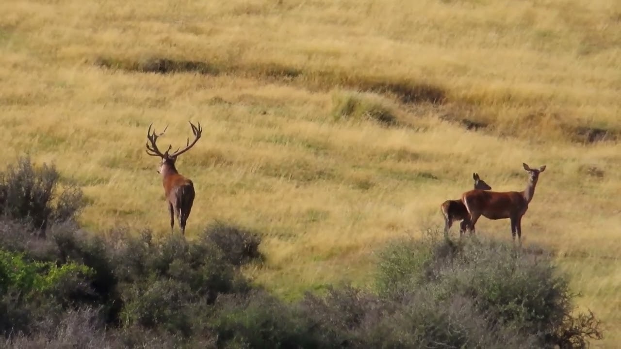 Wild free range Red Stag hunting @NewZealandSafaris