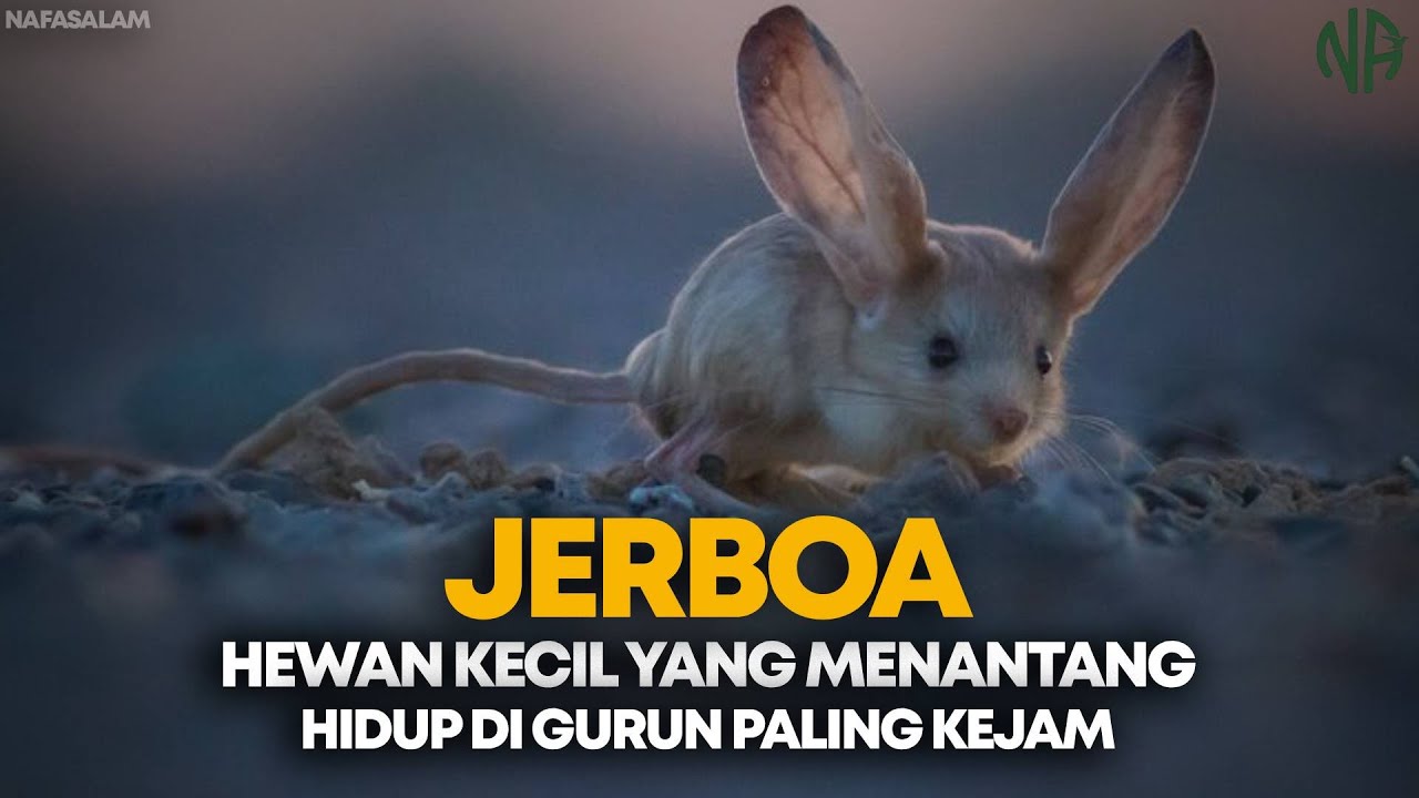 Jerboa — Cara Hewan Kecil Bertahan di Gurun Tanpa Air