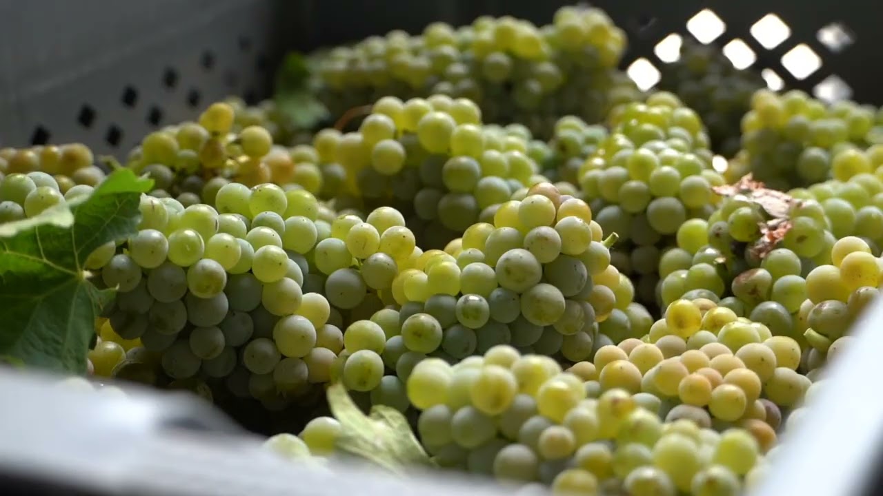 La vendimia de Sauvignon Blanc en HABLA 🍇