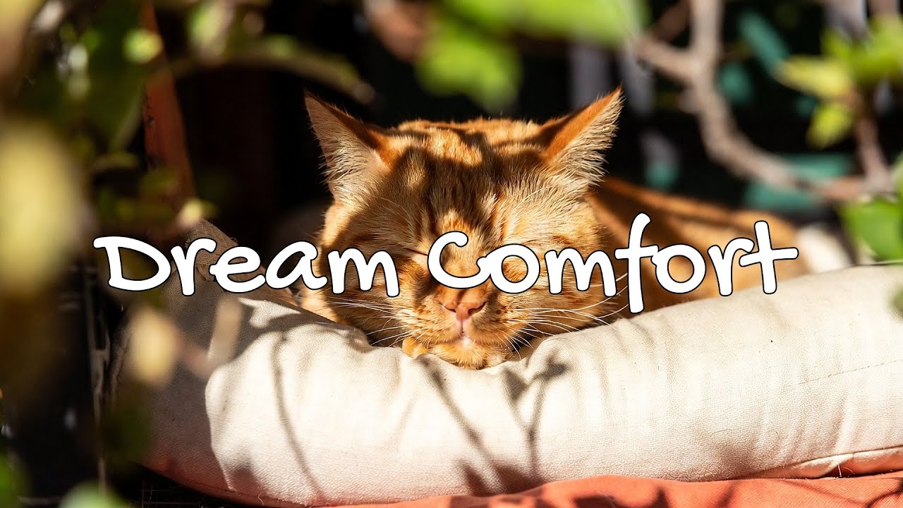 LIVE 🐱 Peaceful Ambient Music for Cats 🐾 | Season 1 | Non-Stop Chill 🍃