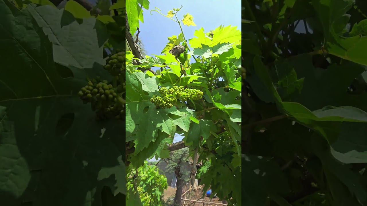 Grapes - King Ruby 🍇 #kachasindh #abbasifarmhouse