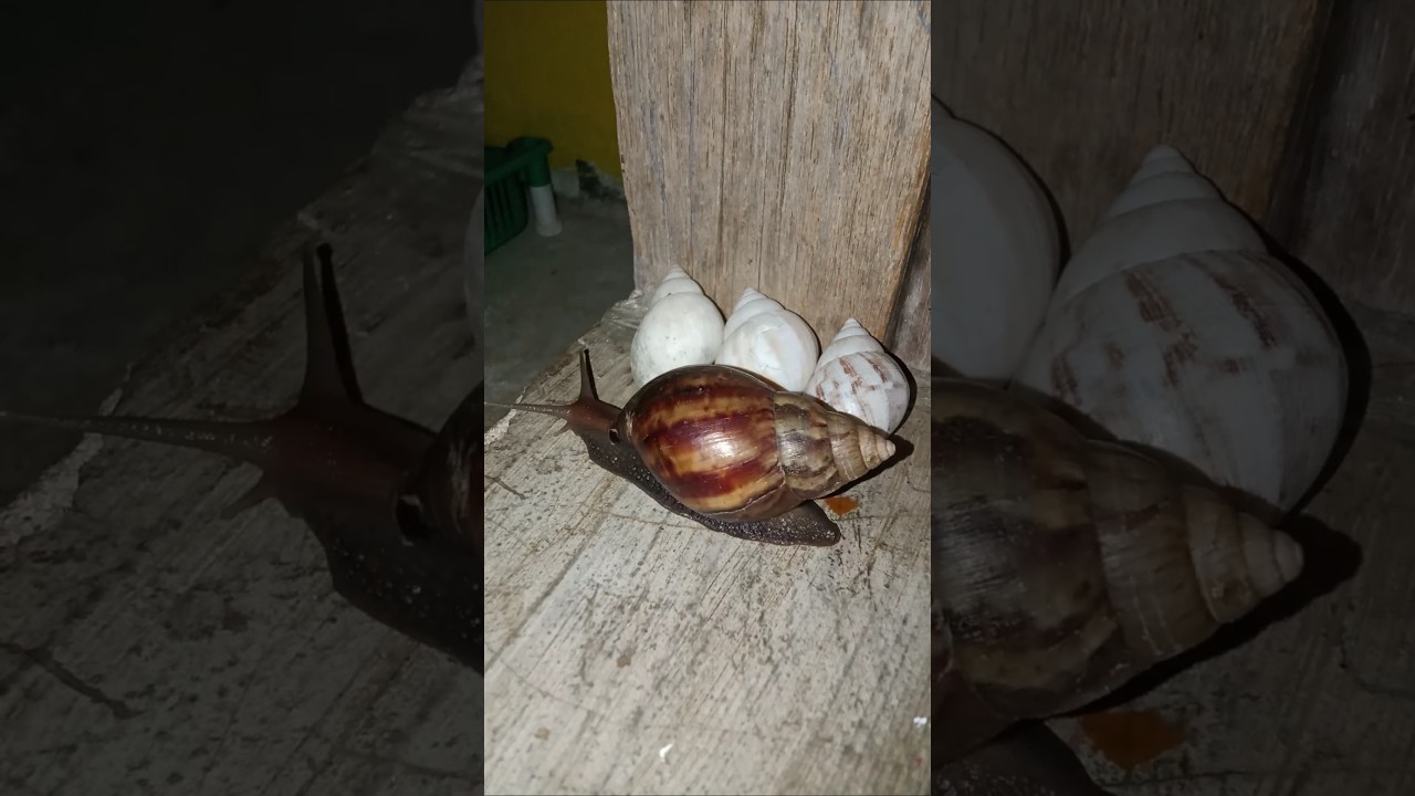The giant snail came out of its hiding place and passed the albino snail. #shorts