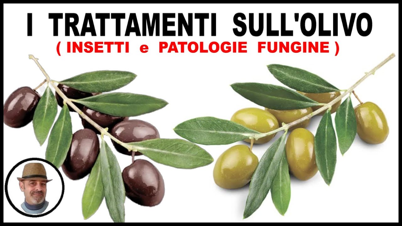 TRATTAMENTI DELL'OLIVO, sia contro le patologie fungine sia contro gli insetti