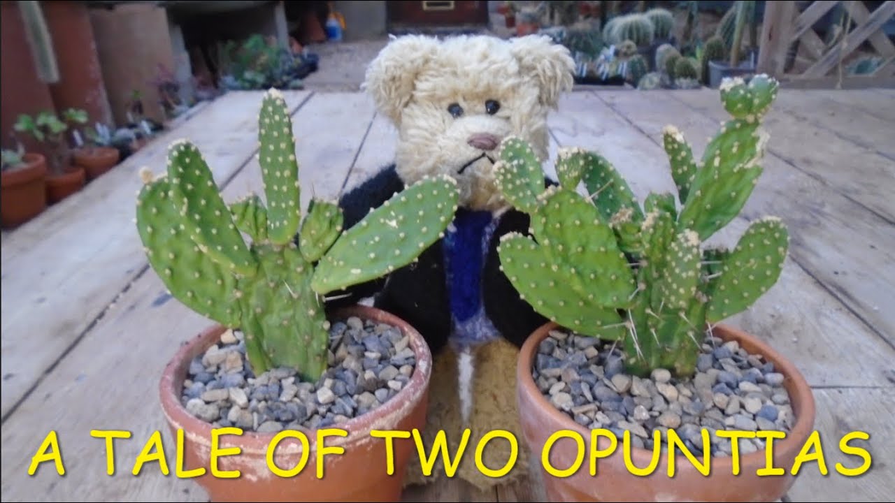 A Tale of two Opuntias #opuntia