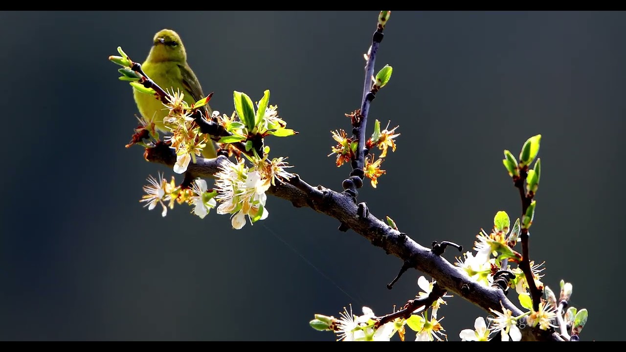 YELLOW WARBLER IN PLUM BLOSSOMS #yellowwarbler #nature_break