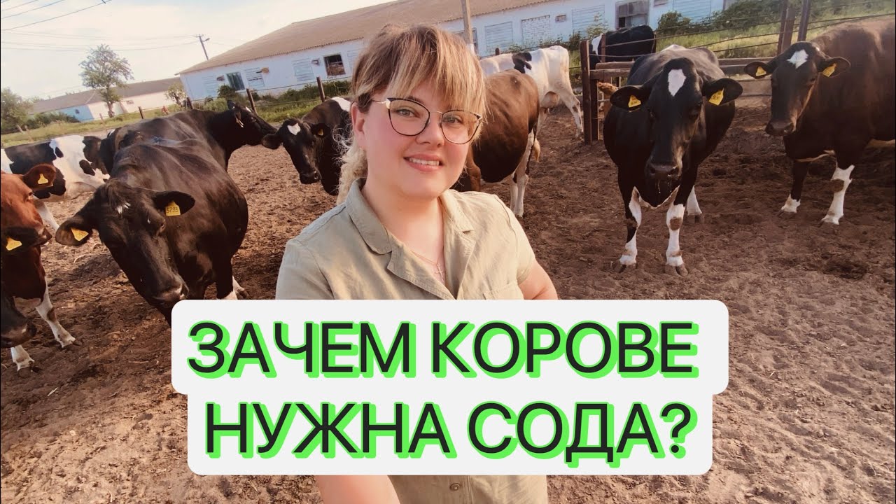 ЗАЧЕМ КОРОВЕ КОРМИТЬ СОДУ? / какой эффект от соды как она влияет на молоко и продуктивность?/