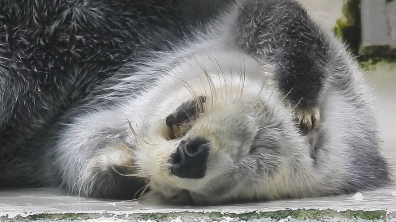 【ラッコ】キラちゃん お耳をコネコネして口を開けたまま寝ちゃう