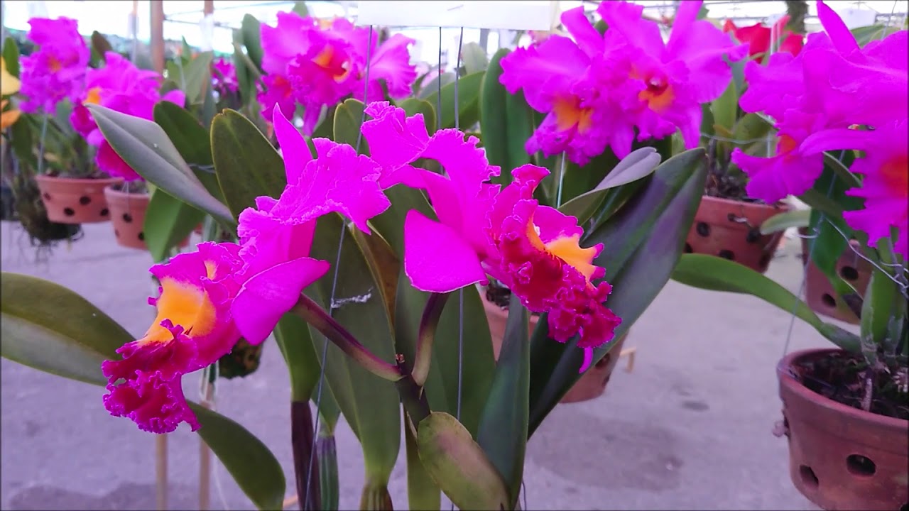 พฤกษาตะวันออก,Orchids compettion,Chonburi,Thailand,กล้วยไม้ลูกผสมและพันธ์ุแท้,ติดต่อ 096-4696359