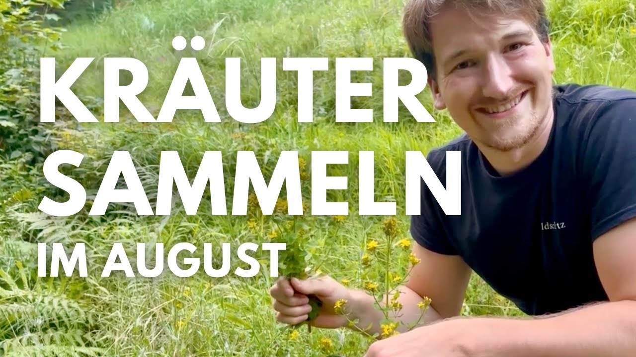 Wildkräuter sammeln im August - Johanniskraut, Brennnessel, Brombeeren, Sauerklee und mehr