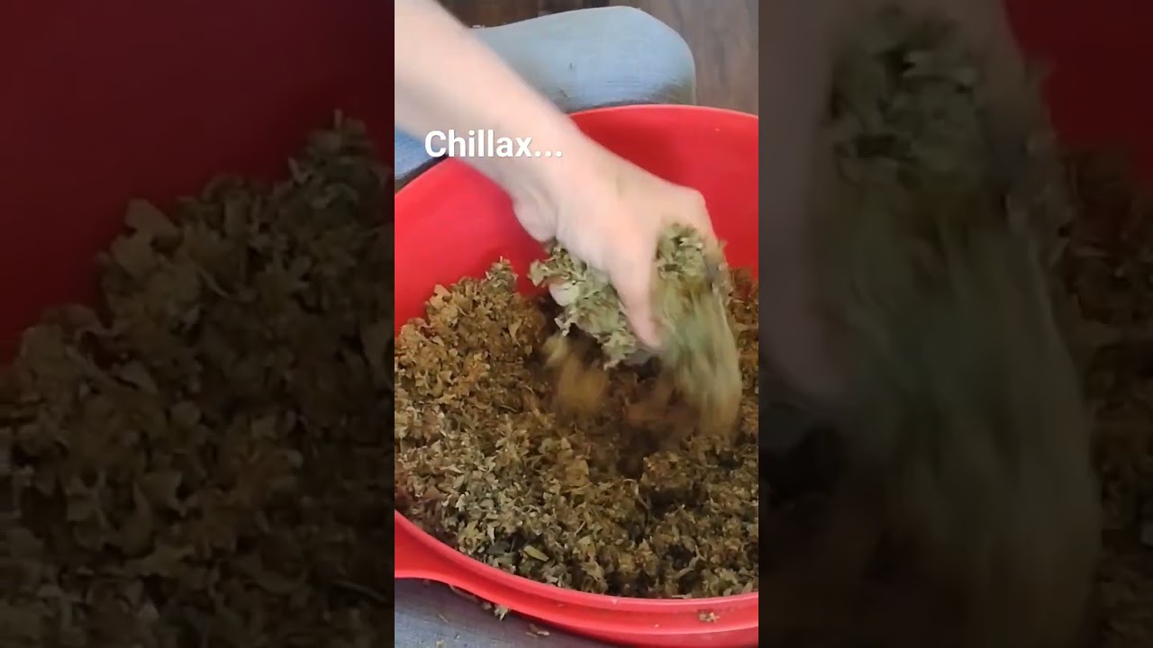 Chillax with a big bowl of trim 🌱 #weedasmr #cannabisasmr #